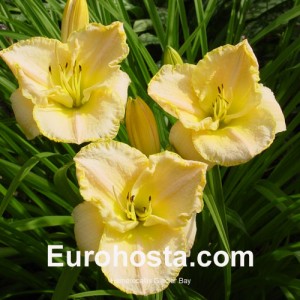 Hemerocallis Glacier Bay - Eurohosta