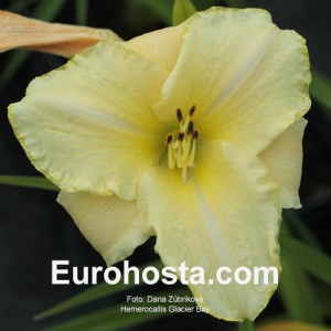 hemerocallis Glacier Bay