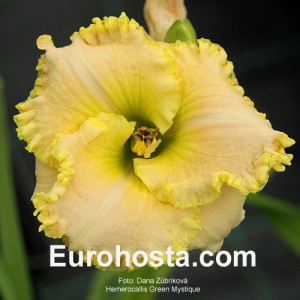 Hemerocallis Green Mystique - Eurohosta