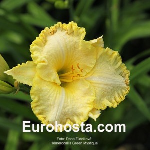 Hemerocallis Green Mystique - Eurohosta