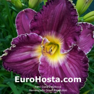 Hemerocallis Green Revolution