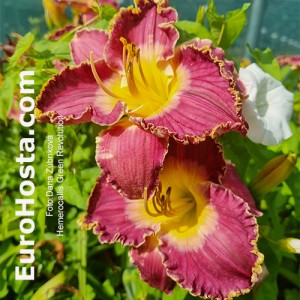 Hemerocallis Green Revolution