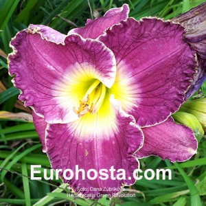 Hemerocallis Green Revolution