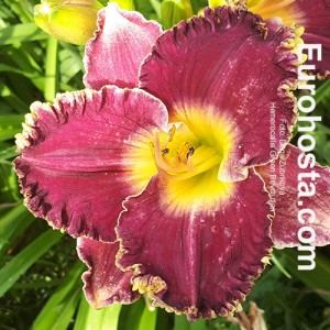 Hemerocallis Green Revolution