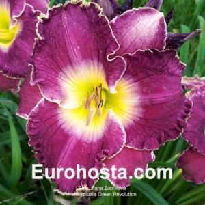 Hemerocallis Green Revolution