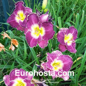 Hemerocallis Green Revolution