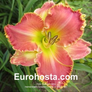 Hemerocallis Ground Control To Major Tom