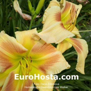 Hemerocallis Gwendolyn Lee Walker - Eurohosta
