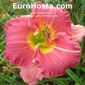 Hemerocallis Half Moon Key