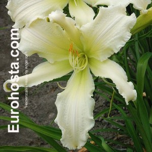 Hemerocallis Heavenly Angel Ice - Eurohosta