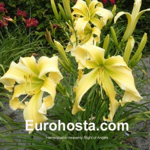 Hemerocallis Heavenly Flight of Angels - Eurohosta