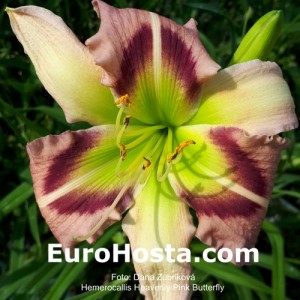 Hemerocallis Heavenly Pink Butterfly