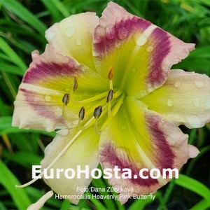 Hemerocallis Heavenly Pink Butterfly