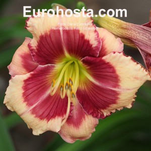 Hemerocallis Hello Screamer - Eurohosta