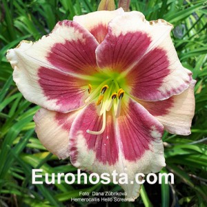 Hemerocallis Hello Screamer - Eurohosta