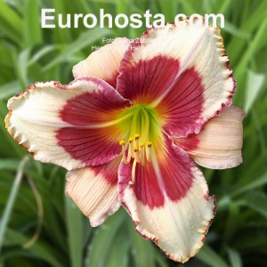 Hemerocallis Hello Screamer - Eurohosta