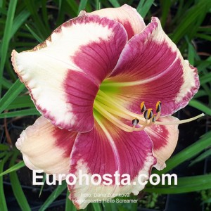 Hemerocallis Hello Screamer - Eurohosta