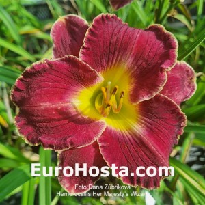 Hemerocallis Her Majesty's Wizard