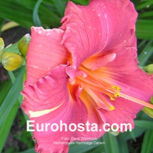 Hemerocallis Hermitage Darwin - Eurohosta