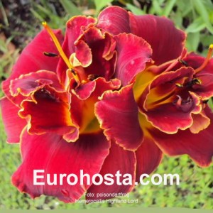 Hemerocallis Highland Lord 