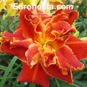 Hemerocallis Holiday Party