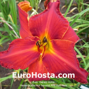 Hemerocallis Hot Tamales And Red Hots