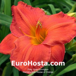 Hemerocallis House of Orange