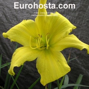 Hemerocallis Hudson Valley - Eurohosta