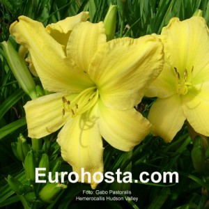 Hemerocallis Green Mystique - Eurohosta