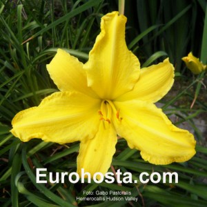 Hemerocallis Green Mystique - Eurohosta