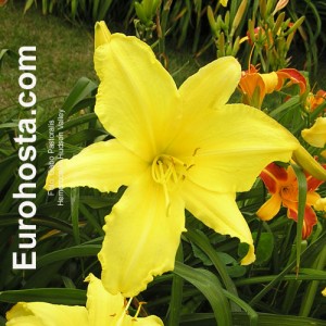 Hemerocallis Green Mystique - Eurohosta