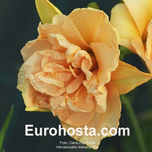 Hemerocallis Ikebana Star - Eurohosta