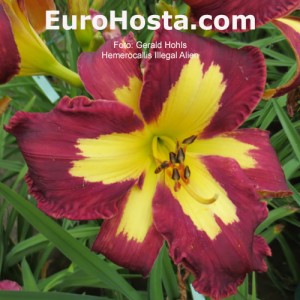 Hemerocallis Phillistine Champion