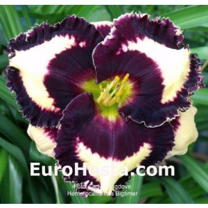 Hemerocallis Ima Bigtimer - Eurohosta