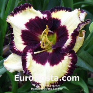 Hemerocallis Ima Bigtimer - Eurohosta