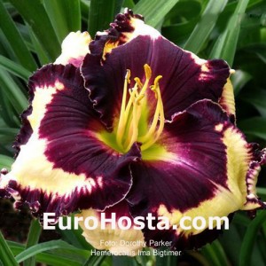 Hemerocallis Ima Bigtimer - Eurohosta