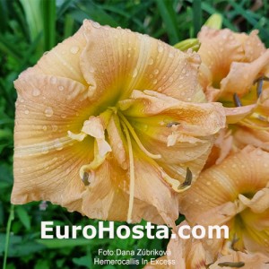 Hemerocallis In Excess