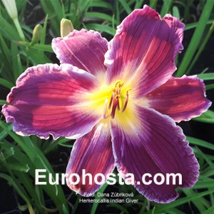 Hemerocallis Indian Giver