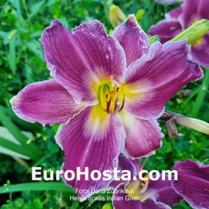 Hemerocallis Indian Giver