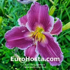 Hemerocallis Indian Giver