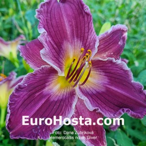 Hemerocallis Indian Giver