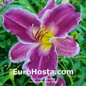 Hemerocallis Indian Giver