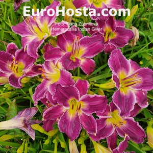 Hemerocallis Indian Giver