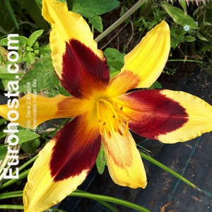 Hemerocallis Indian Sky