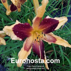 Hemerocallis Indian Sky