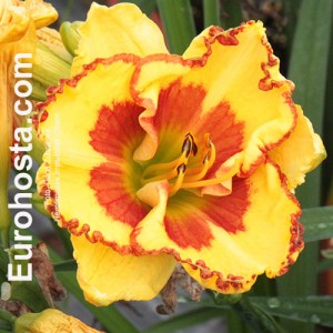 Hemerocallis Irresistible Charm - Eurohost