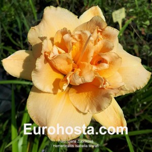 Hemerocallis Isabella Marafi