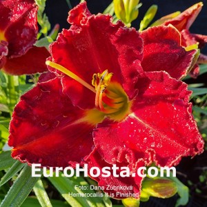 Hemerocallis It Is Finished