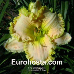 Hemerocallis J.T. Davis