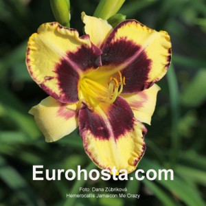 Hemerocallis Jamaican Me Crazy - Eurohosta